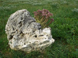 Stein mit Pflanze