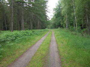 Radweg hinter Friedrichsmoor