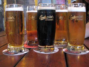 Pivo Pivo