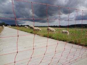 Schafe auf dem Elberadweg