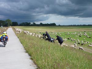 Schafe auf dem Elbdeich