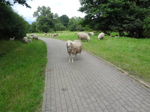 Elberadweg Magdeburg