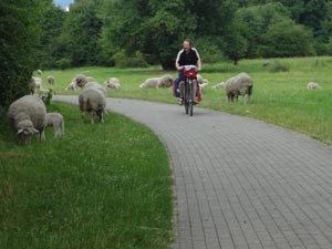 Elberadweg Magdeburg