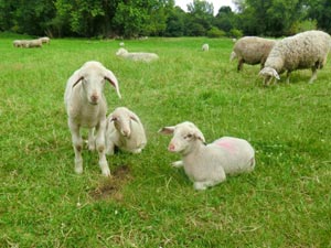 Schafe am Elberadweg