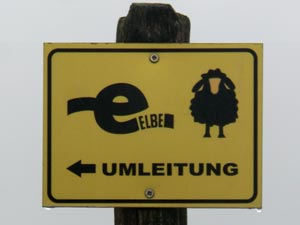 Schafe am Elberadweg