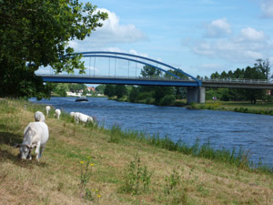 Rinder an der Ems Rinder an der Ems
