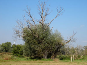 Baum an der Fuhne