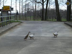 Gänse auf dem Weg Gänse auf dem Weg