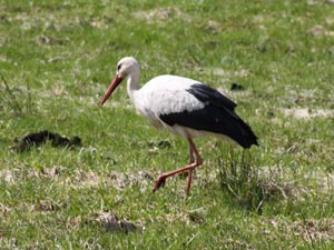 Storch Storch