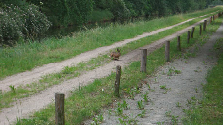 tierischer Gegenverkehr tierischer Gegenverkehr