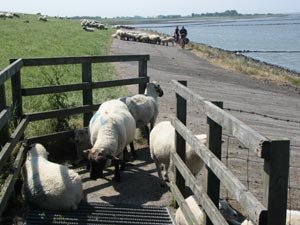 Nordseeküstenradweg Nordseeküstenradweg