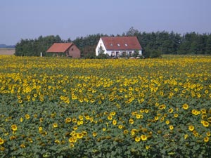 Sonnenblumenfelder
