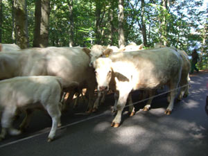 Kühe auf dem Saaleradweg
