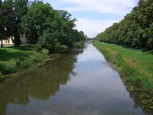 Schwarze Elster