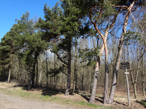 Waldweg bei Möser