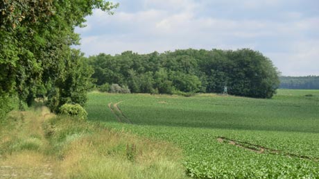 Landschaft bei Oschersleben