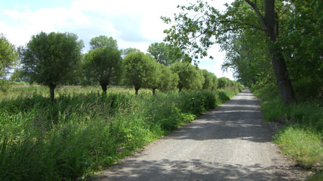 Weg im Dr&ouml;mling