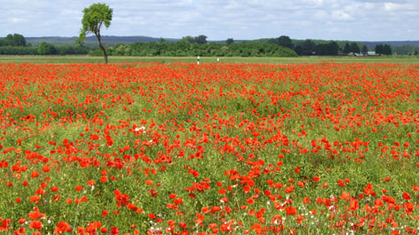 Feld mit Mohnblumen Feld mit Mohnblumen
