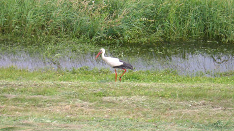 Storch am Elbdeich