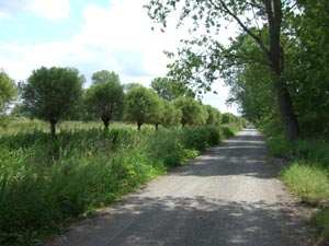 Weg im Drömling Weg im Drömling