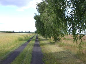 Weg im Drömling Weg im Drömling