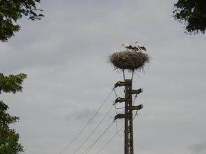 Störche in Werben Störche in Werben
