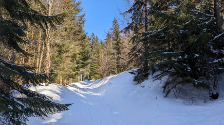 Wanderung durch den Winterwald