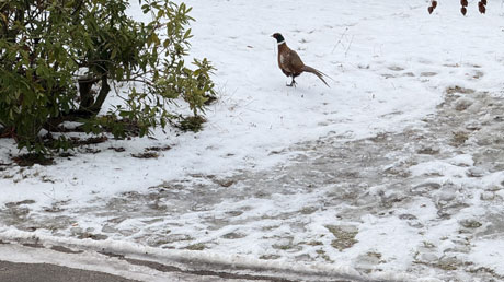 Z�mek Konopi&scaron;t&ecaron; Bene&scaron;ov