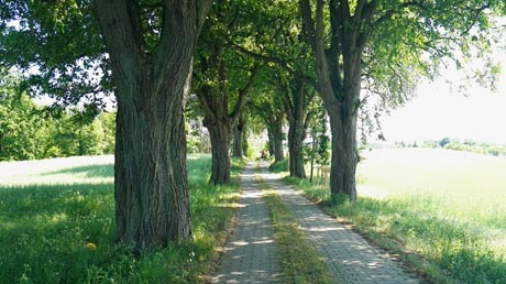 Radweg Radweg