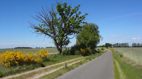 Radweg im Fläming Radweg im Fläming