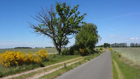 Radweg im Flming