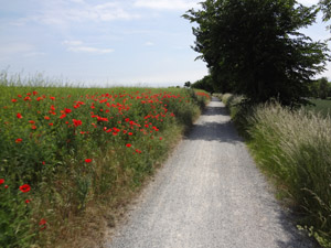Boderadweg Löderburg