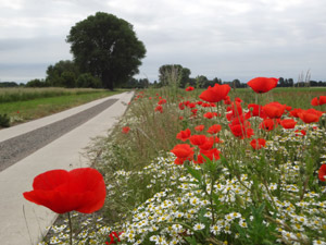 Boderadweg bei Wolmirsleben