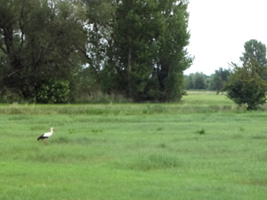 Boderadweg bei Wolmirsleben