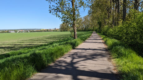 Radweg vor Oschersleben Radweg vor Oschersleben