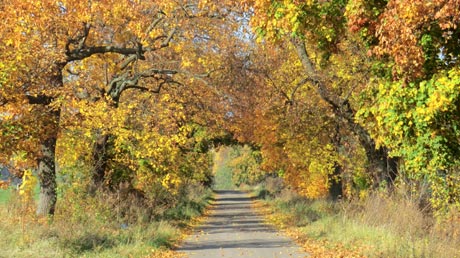 Börderadweg im Herbst