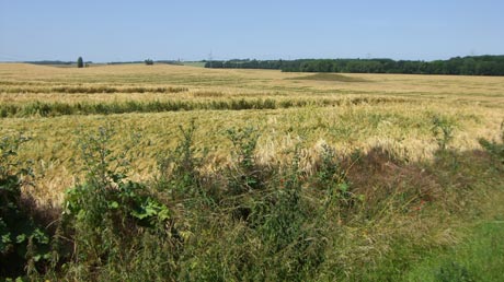 Börderadweg Landschaft