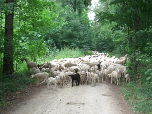 Schafe auf dem Donau-Radweg Schafe auf dem Donau-Radweg