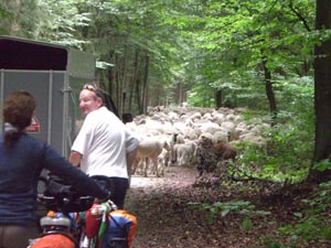 Schafe auf dem Radweg Schafe auf dem Radweg