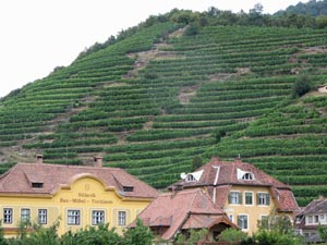 Wachau Weinberge Wachau Weinberge