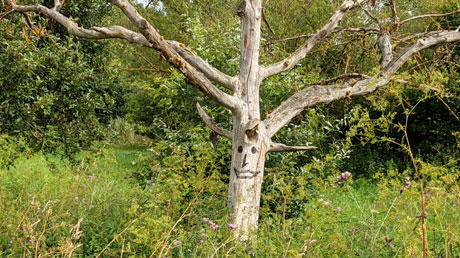 Gesichtsbaum am Ederradweg