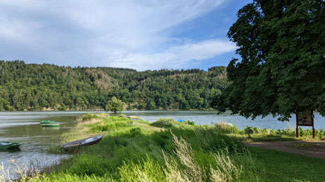 Baum im Edersee Baum im Edersee