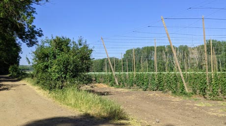 Hopfenfelder am Ohře-Radweg Hopfenfelder am Ohřre-Radweg