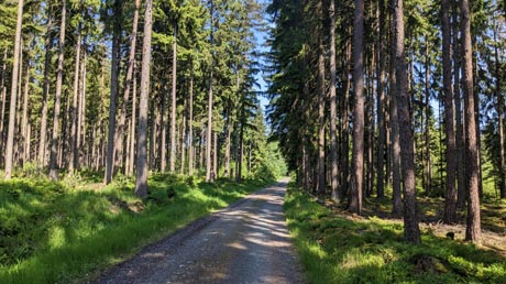MTB1 Waldweg zwischen Kirchenlamitz und Völkenreuth MTB1 Waldweg zwischen Kirchenlamitz und Völkenreuth