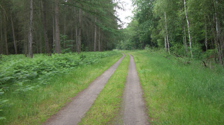 Radweg hinter Friedrichsmoor