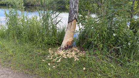 Radweg am St�r-Ufer