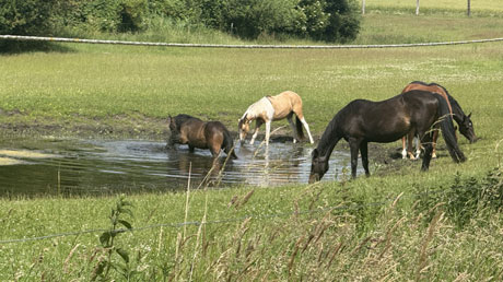 Insel Poel Pferde