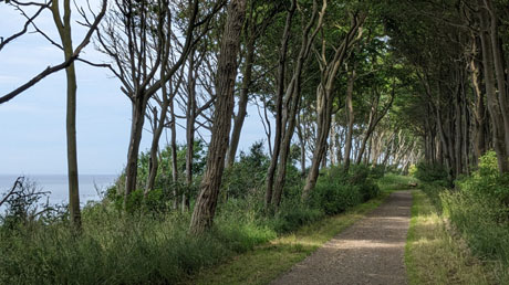 Insel Poel Wanderweg Schwarzer Busch