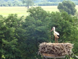 Storch Storch