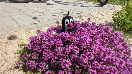 Bunte Blüten am Wasserstraßenkreuz